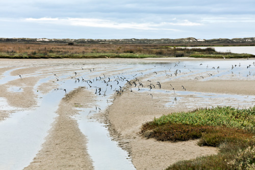 Aves en Baldaio Aves en Baldaio