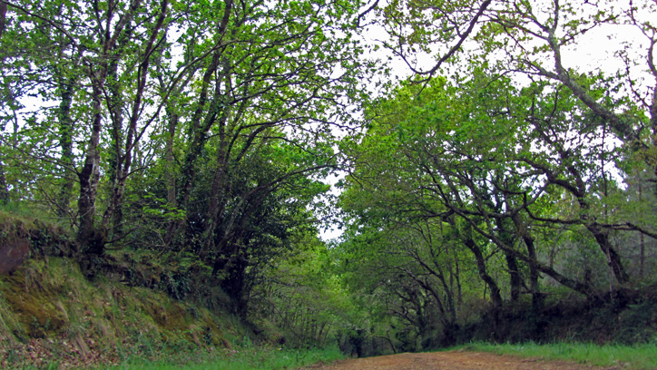 Camio do ro en Goins