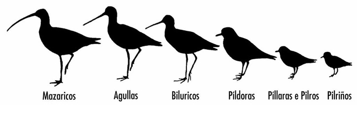 Silueta limícolas en Baldaio, espacio natural protegido - Baía Ediciones, A Coruña Silueta limícolas en Baldaio, espacio natural protegido - Baía Ediciones, A Coruña