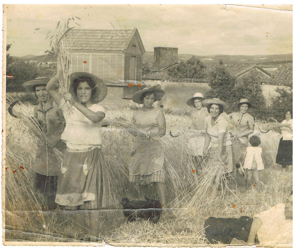 Segando el trigo el el Pazo das Pallas. 1959. Foto aportada por Loli Hurtado de Mendoza Segando el trigo el el Pazo das Pallas. 1959. Foto aportada por Loli Hurtado de Mendoza