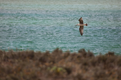 Aves en la marisma de Baldaio Aves en la marisma de Baldaio