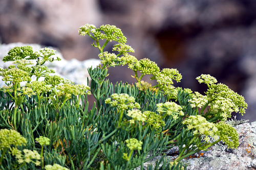 Flora en Baldaio