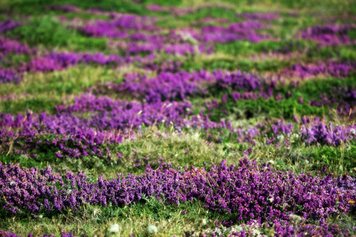 Flora en Baldaio Flora en Baldaio