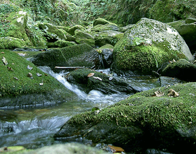 Fragas do Eume Fragas do Eume